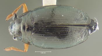 Media type: image;   Entomology 23989 Aspect: habitus dorsal view